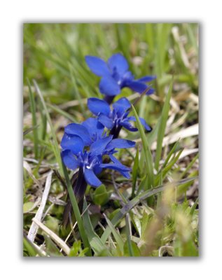 1521 Gentiana verna