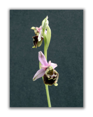 2970 Ophrys holoserica eliator