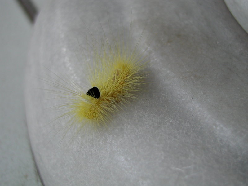 Fuzz.JPG