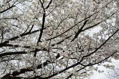 Yasukini Blossoms.jpg