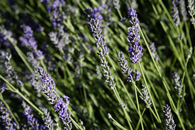 Lavandula angustifolia