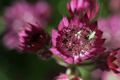 Astrantia major