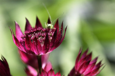 Astrantia major