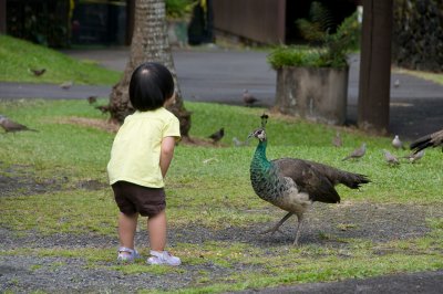 Peacock Meeting