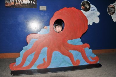 Octopus Head