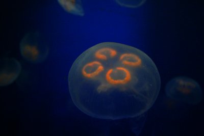 IMG_0373.JPG