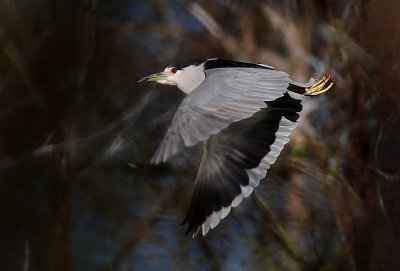 Black-crowned Night-Heron