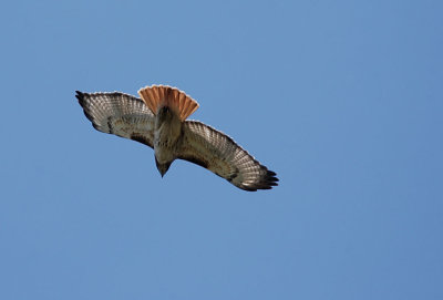 Red-tailed Hawk adult