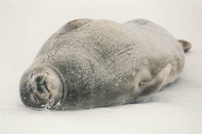 Weddell Seal