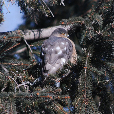 Cooper's Hawk, Feb. 4, 2006