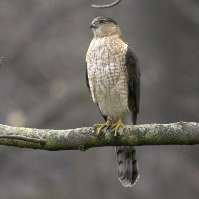 Coopers Hawk, March 11, 2006