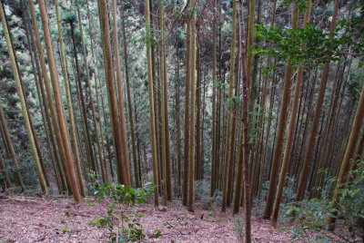 Kurama to Kibune trail