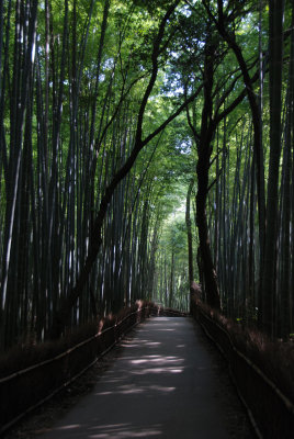 Bamboo forest, Arashiyama, Kyoto