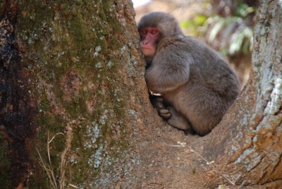 Japanese Macaque Monkey