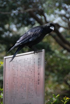 Large-billed Crow, Tokyo