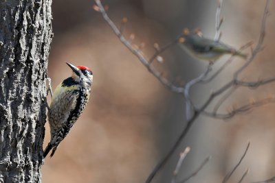 Yellow-bellied Sapsucker and kinglet