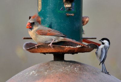 Northern Cardinal and Chickadee, Lake Park, Milwaukee