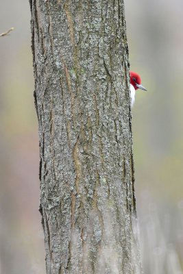 Red-headed Woodpecker - Portrait Moment