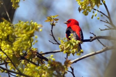 Scarlet Tanager