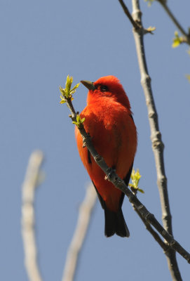 Scarlet Tanager