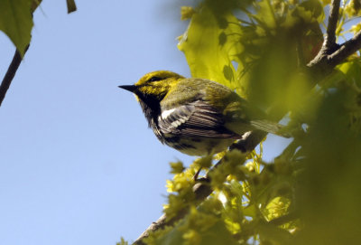 Black-throated Green Warbler