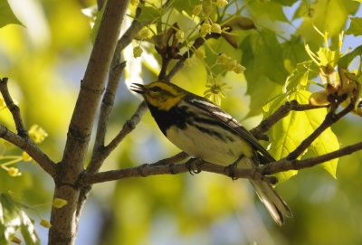 Black-throated Green Warbler