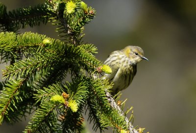 Cape May Warbler, female