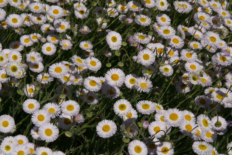 Fleabane Daisy