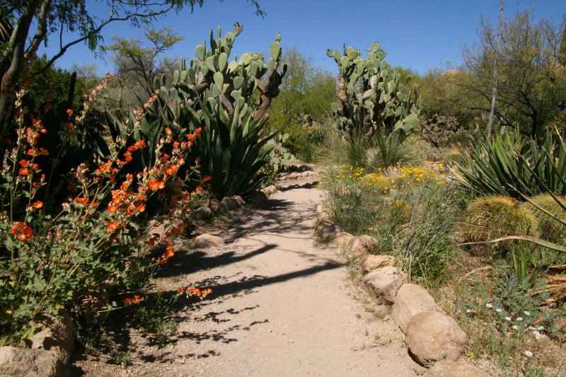 Cactus Garden