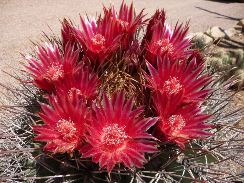 Ferocactus emoryi