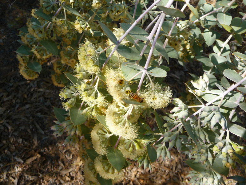 Eucalyptus gillii