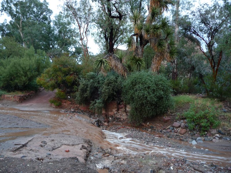 Silver King runs after a heavy rain