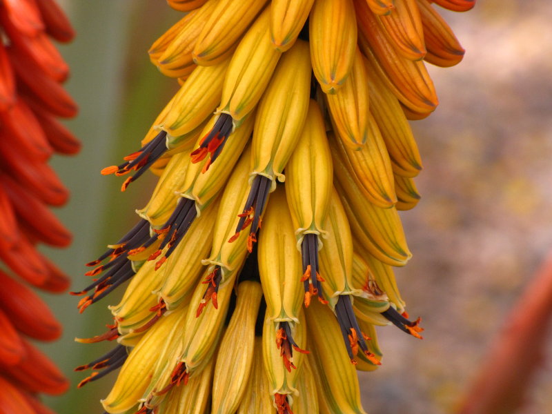 Aloe petricola