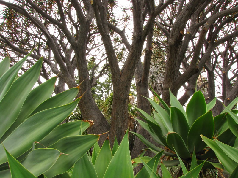 Huntington Botanical Garden