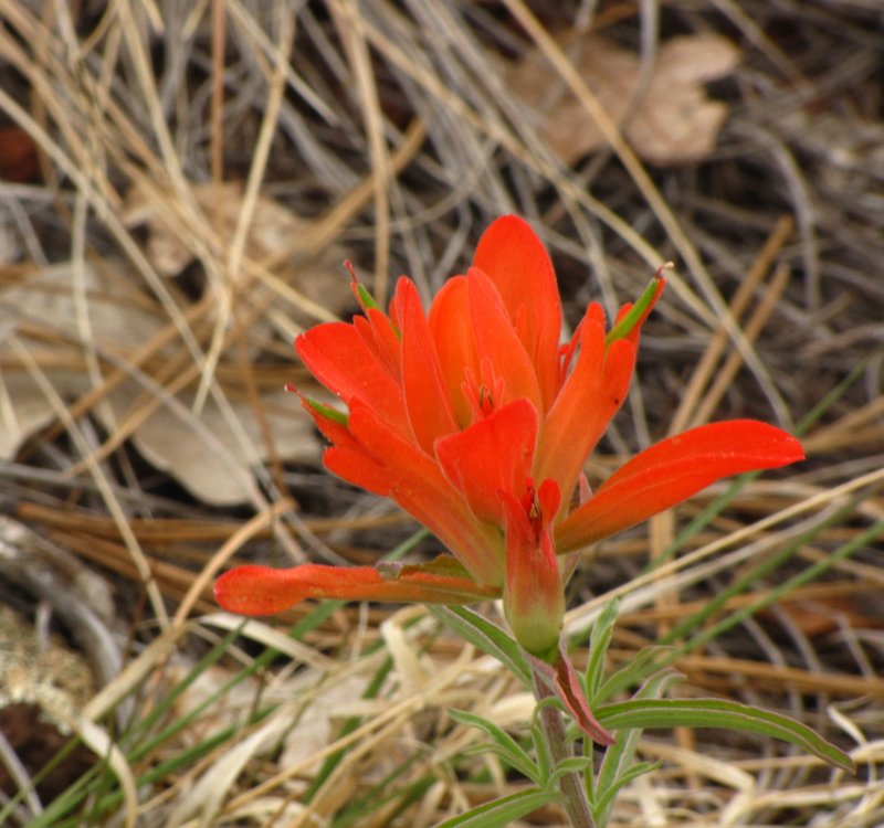 Indian Paintbrush