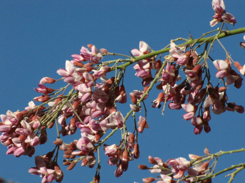 Ironwood flowers