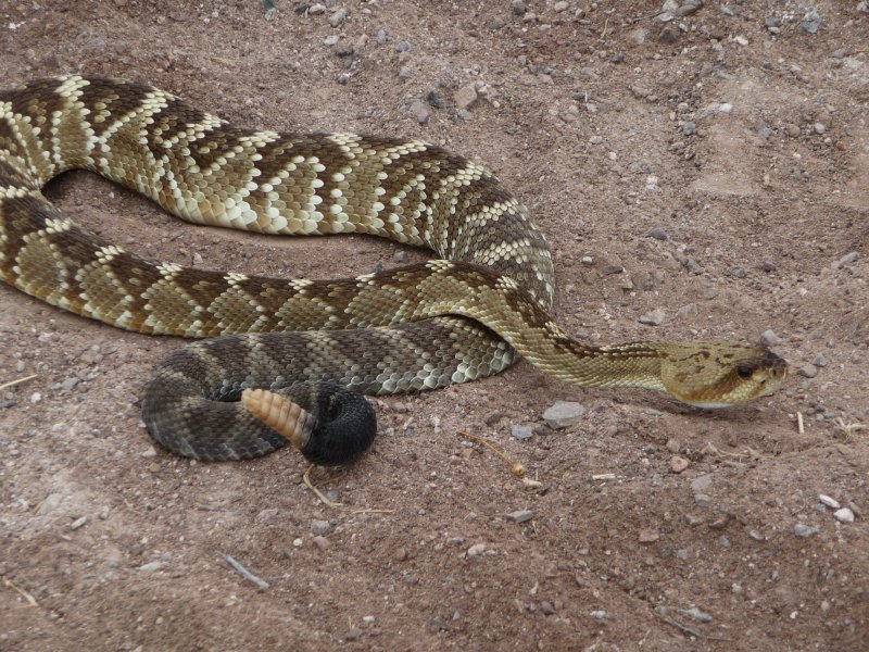 Black-tail Rattlesnake