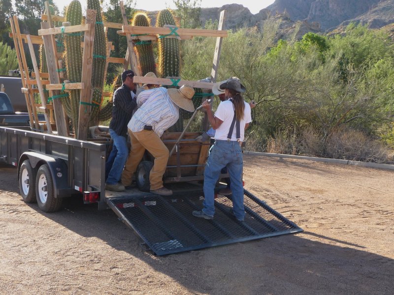 The South American Cactus Arrive