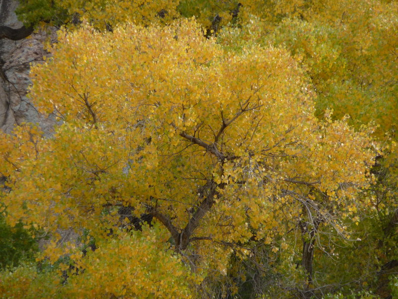 Fremont Cottonwood