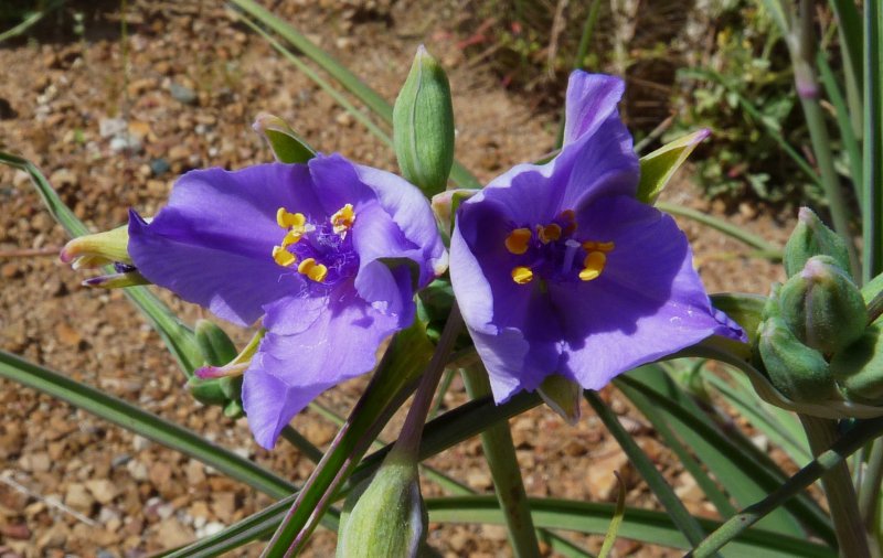 Spiderwort