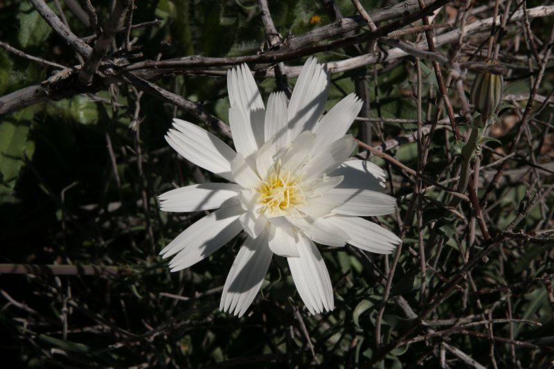 Rafinesquia neomexicana - Desert Chicory