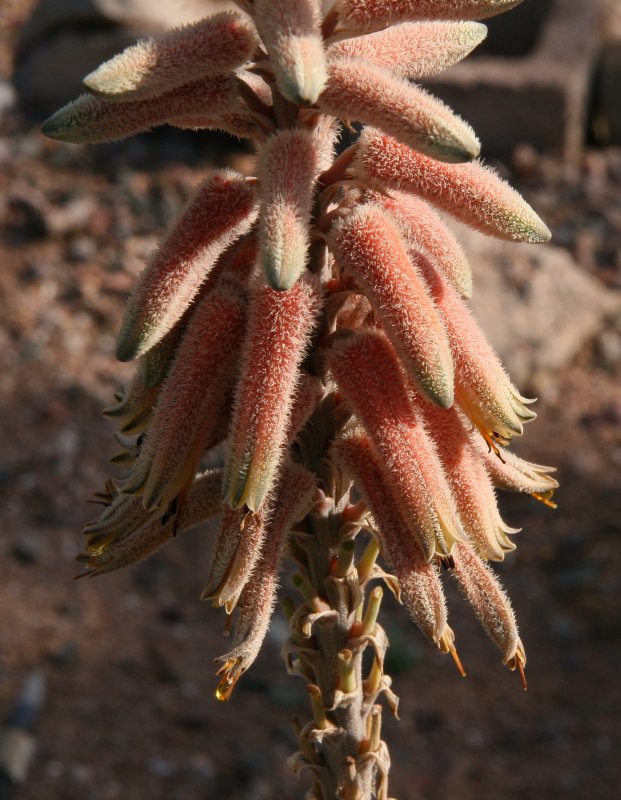 Aloe (sinkatana x hereroensis) x pubescens