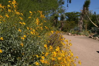 Main Trail through the Cactus garden