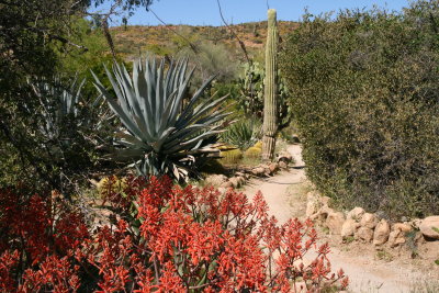 Cactus Garden