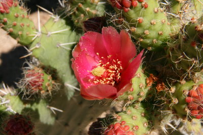 Opuntia pilifera