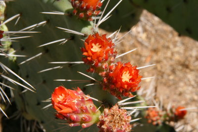 Boyce Thompson Arboretum 2008