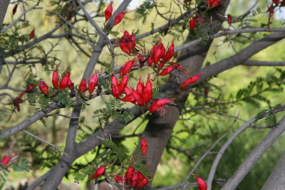 Karoo Boer Bean - Schotia afra v. angustifolia