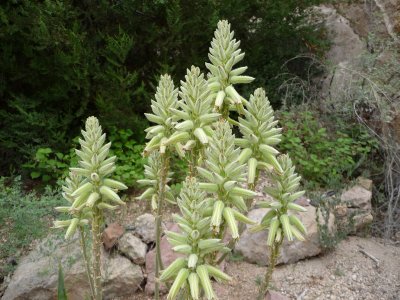 Aloe tomentosa has fuzzy flowers