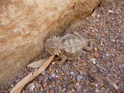 Horned Lizard