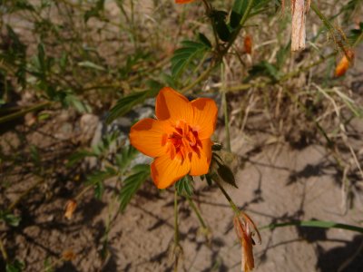 Arizona Caltrop - Kallstroemia grandiflora